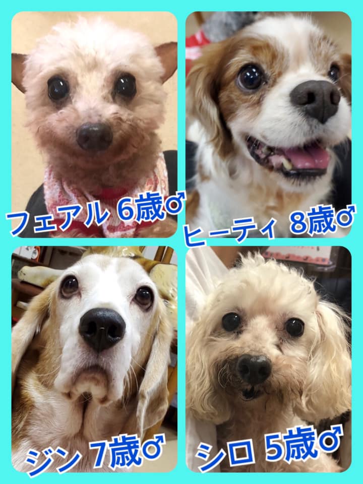 🐾今日の里親様募集中ワンコ🐶メンバーです🐾2020,8,9